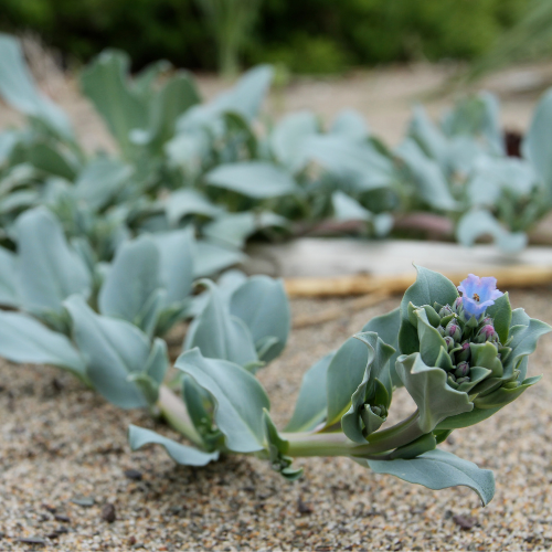 PLANTE À HUÎTRE Bio