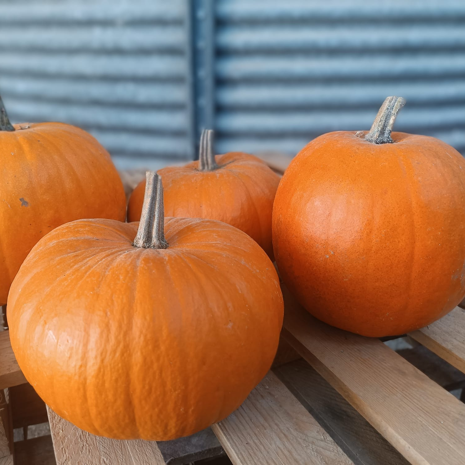 courge HALLOWEEN Jack'O Lantern - PIÈCE