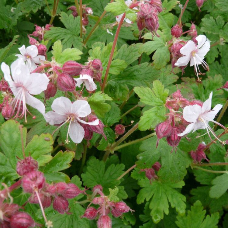 Géranium tapissant - Geranium macrorrhizum "Spessart" - blanc
