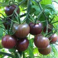 PLANT DE TOMATE CERISE Black Cherry