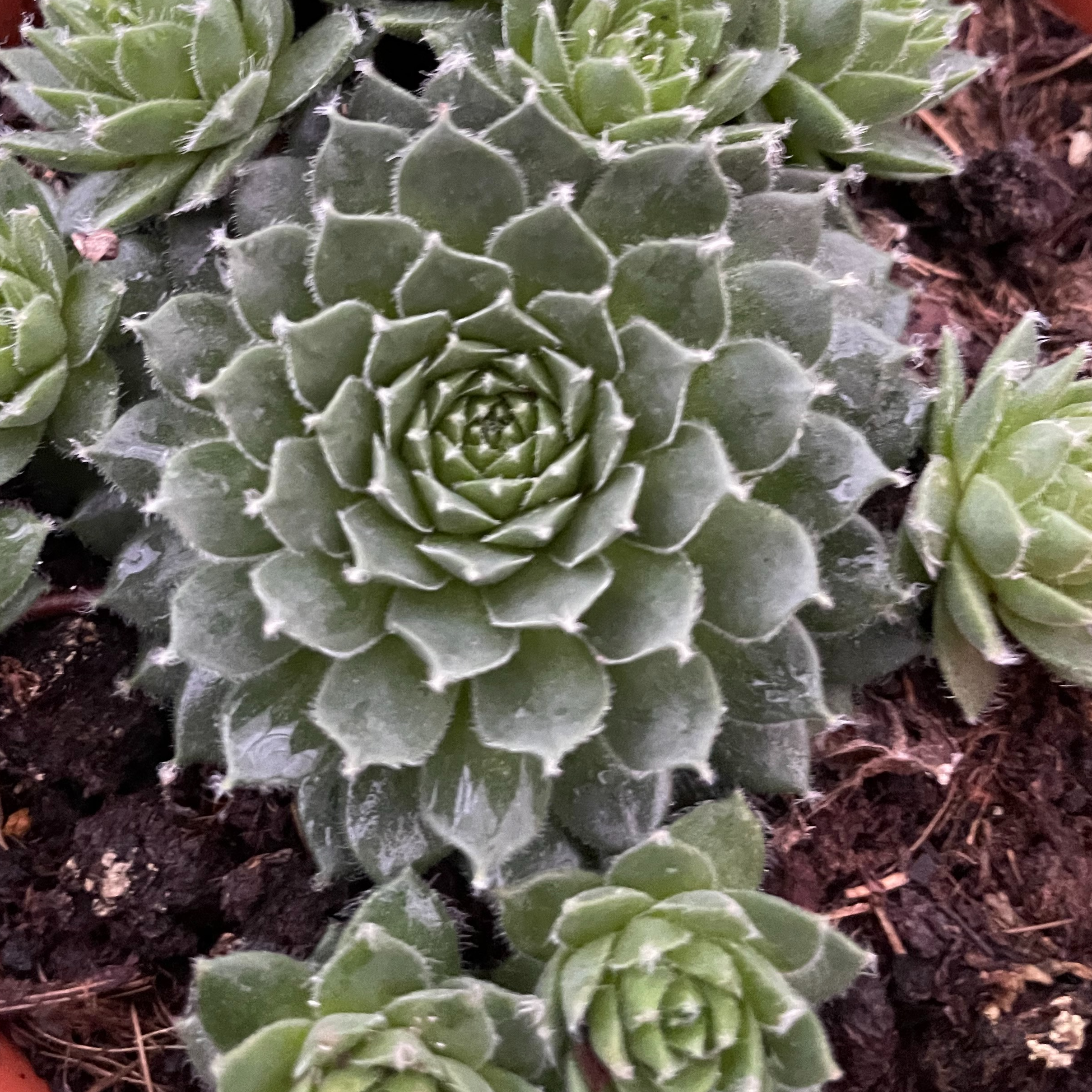 Sempervivum 'Pineapple Paradise'
