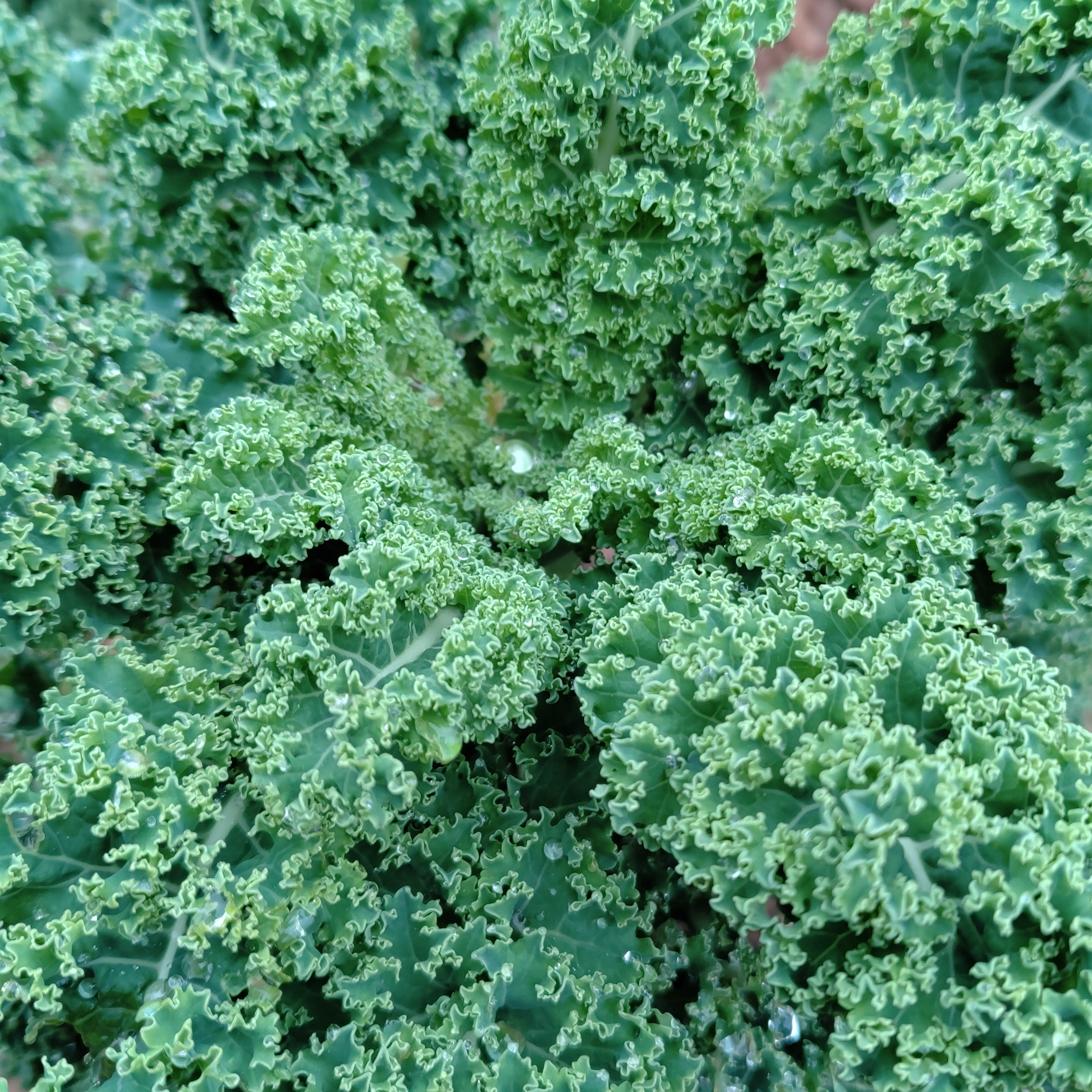 Chou Kale