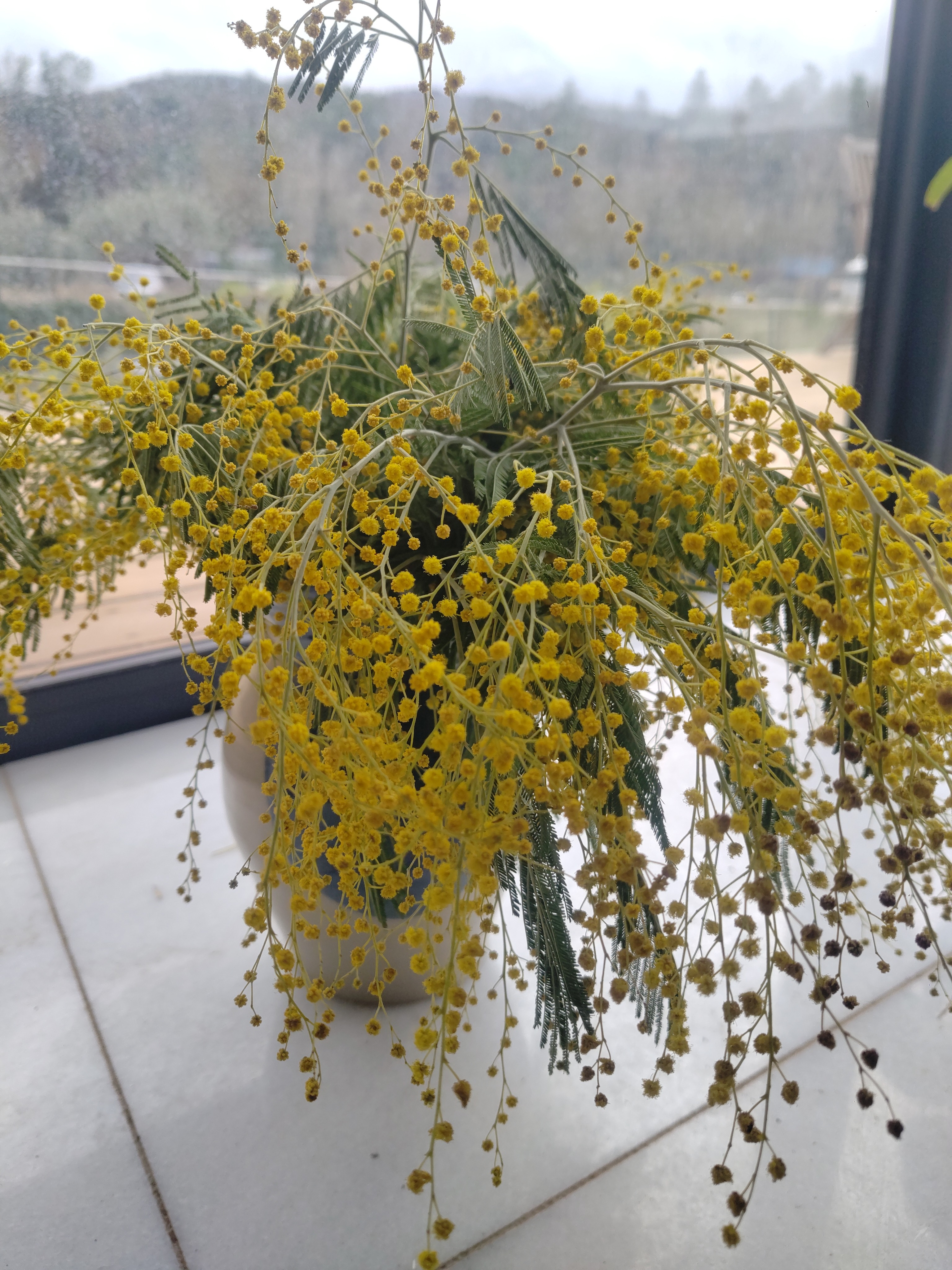 Bouquet frais de Mimosa