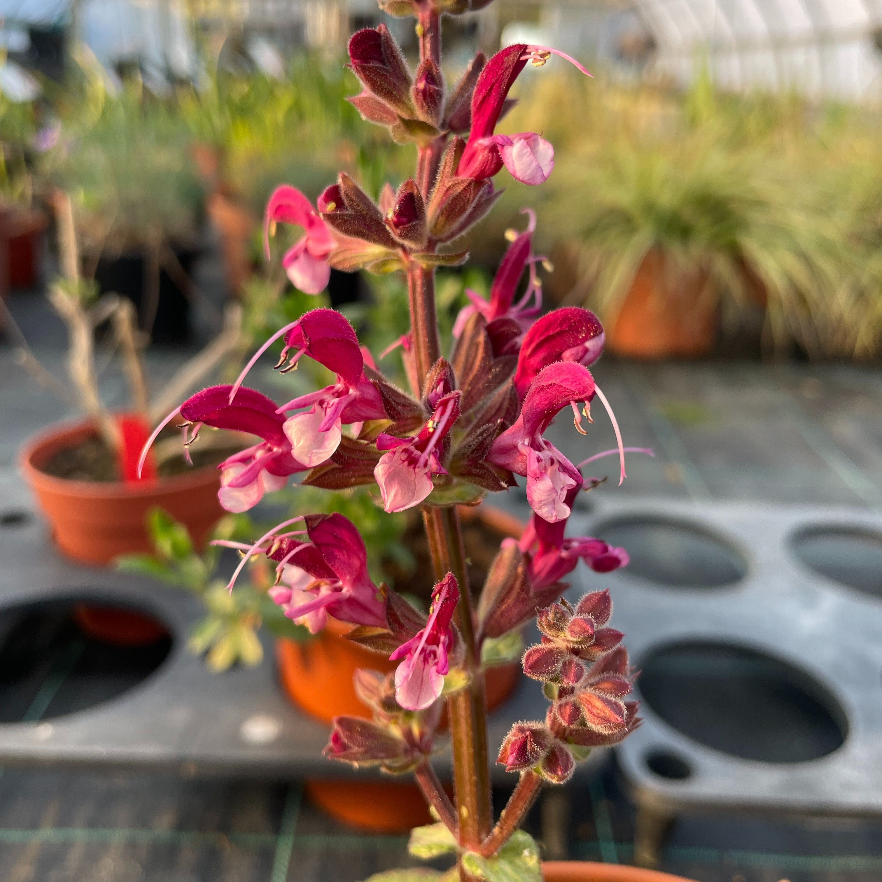 Salvia hierosolymitana