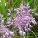 Allium coloratum