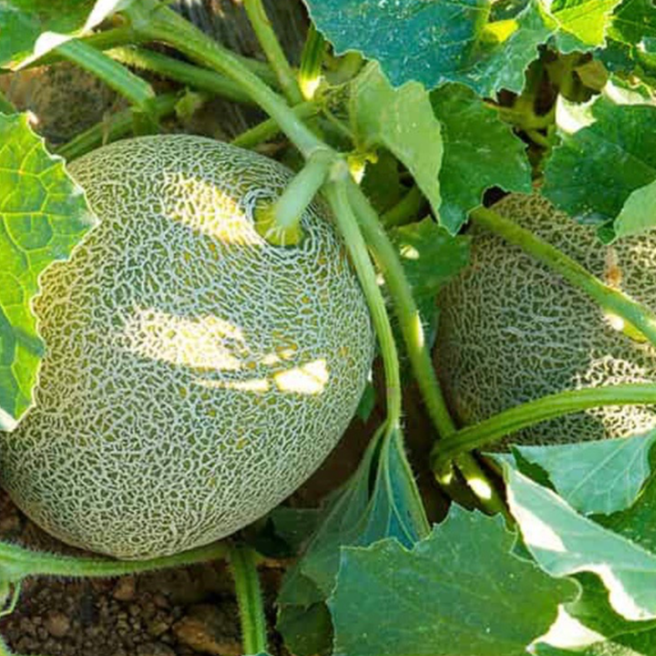 Melon
