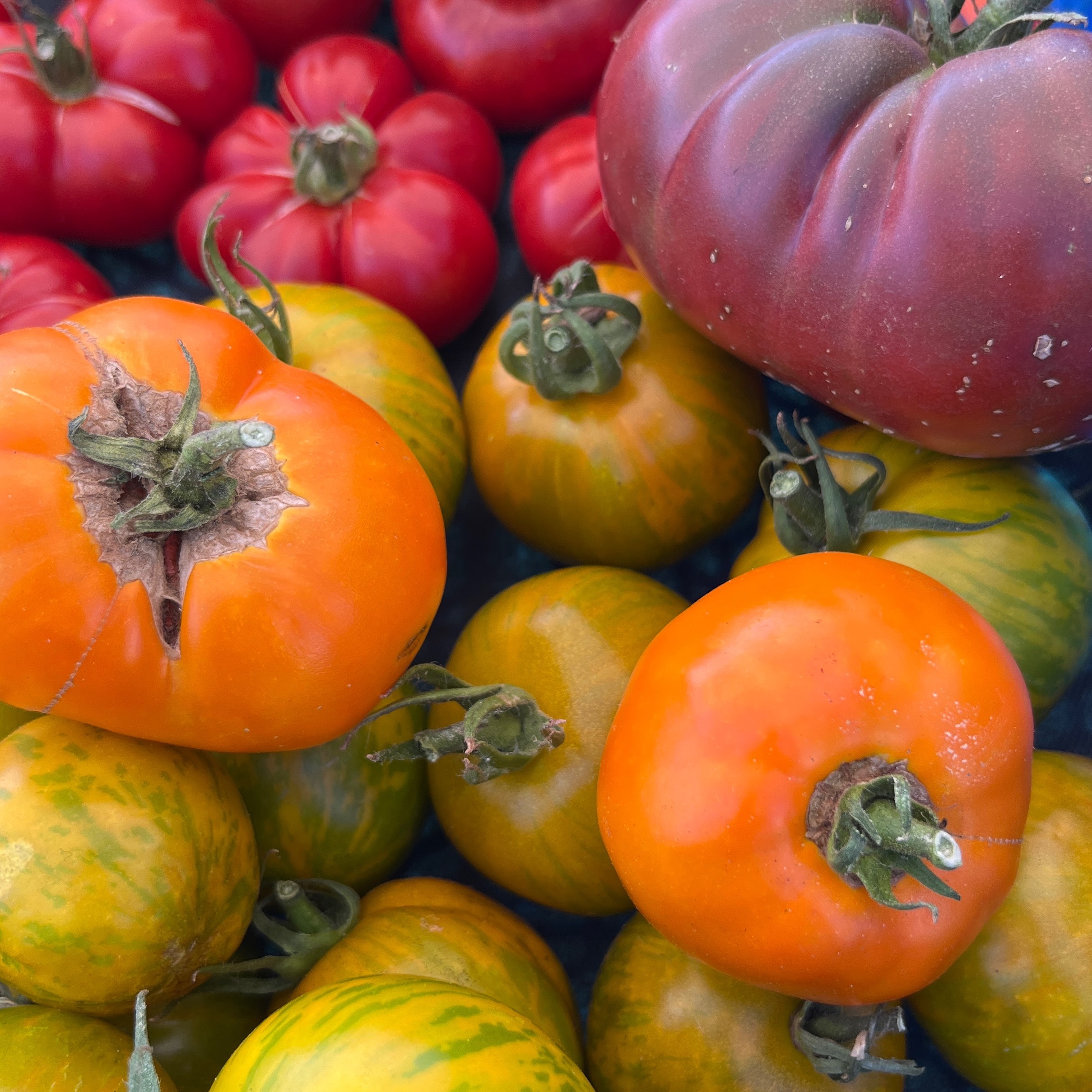 Panachage Tomates