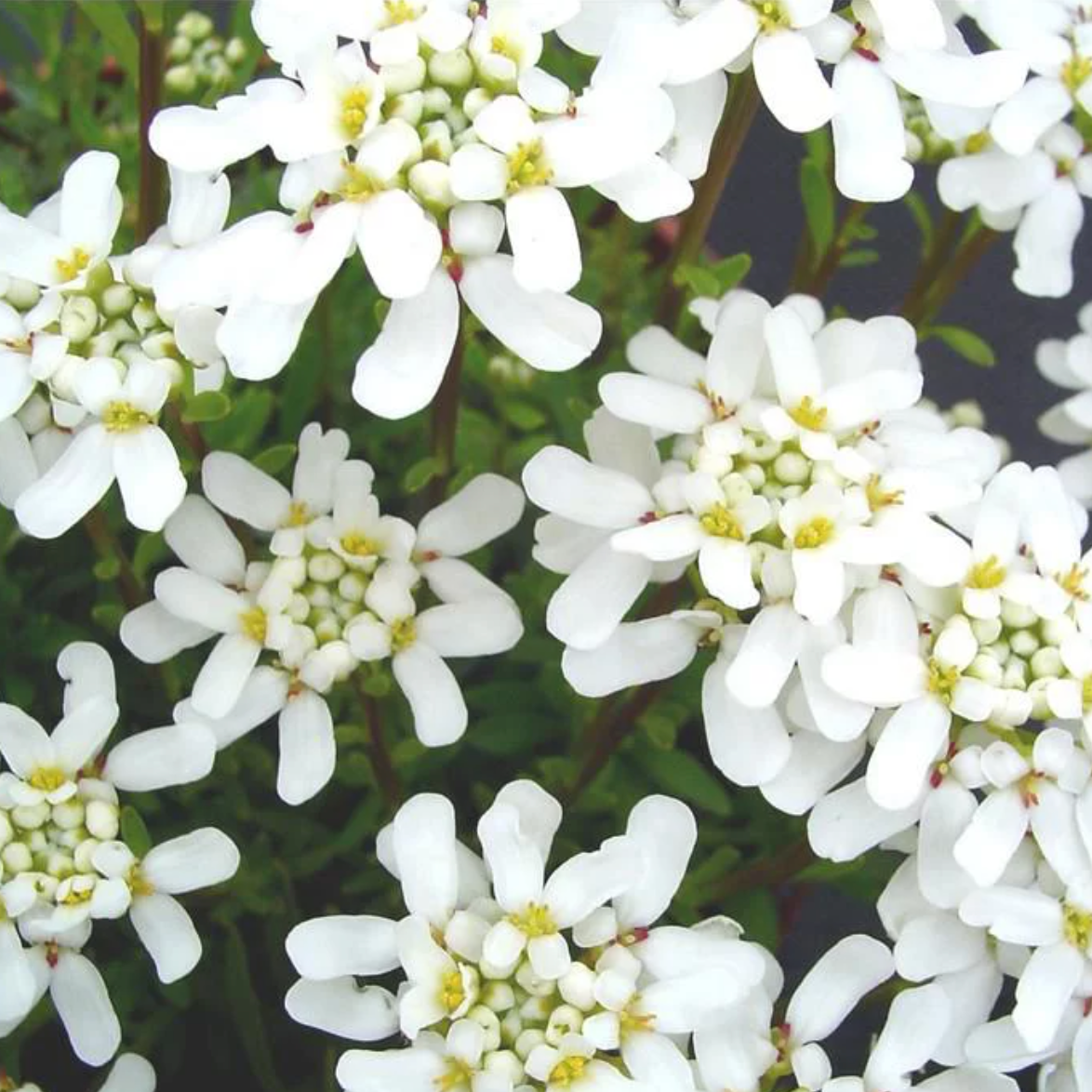 Corbeille d'argent Masterpiece 3L