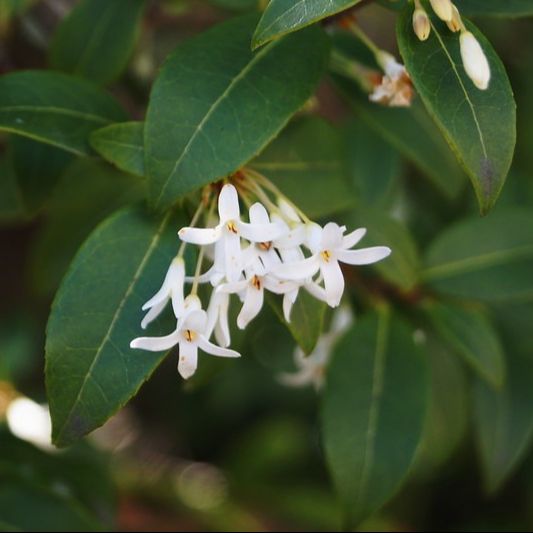 Osmanthe de Burkwood (Osmanthus burkwoodii)