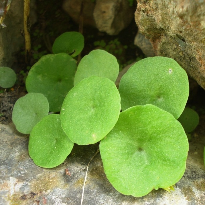 Nombril de venus ( par 20)