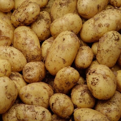 Pomme de terre primeur