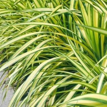 - Laiche du Japon - Carex oshimensis "Evergold" - Pot 2L