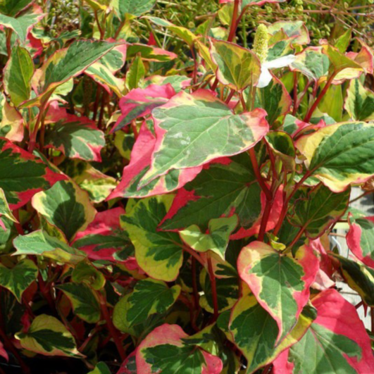 Poivrier de Chine en pot 1 litre