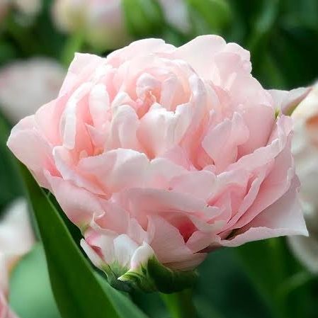 Tulipe Dreamer