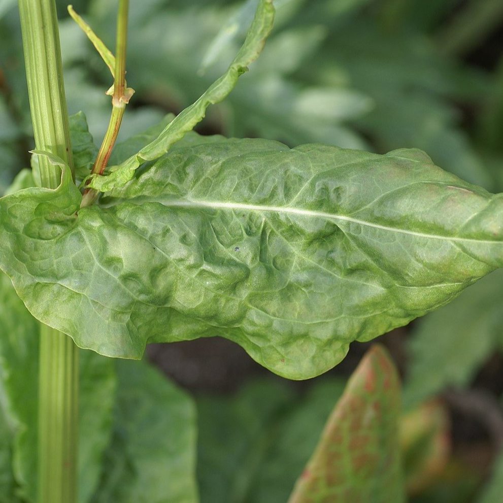 Oseille rugueuse Pot 9cm