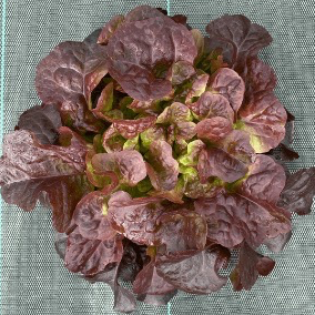 Salade feuille de chêne rouge