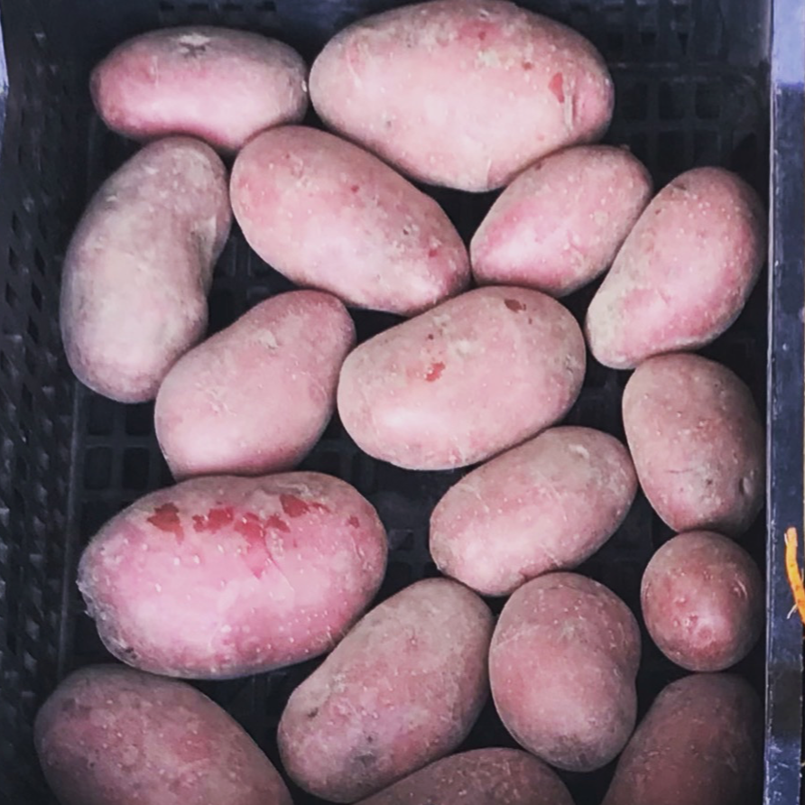 Pommes de terre variété Alouette