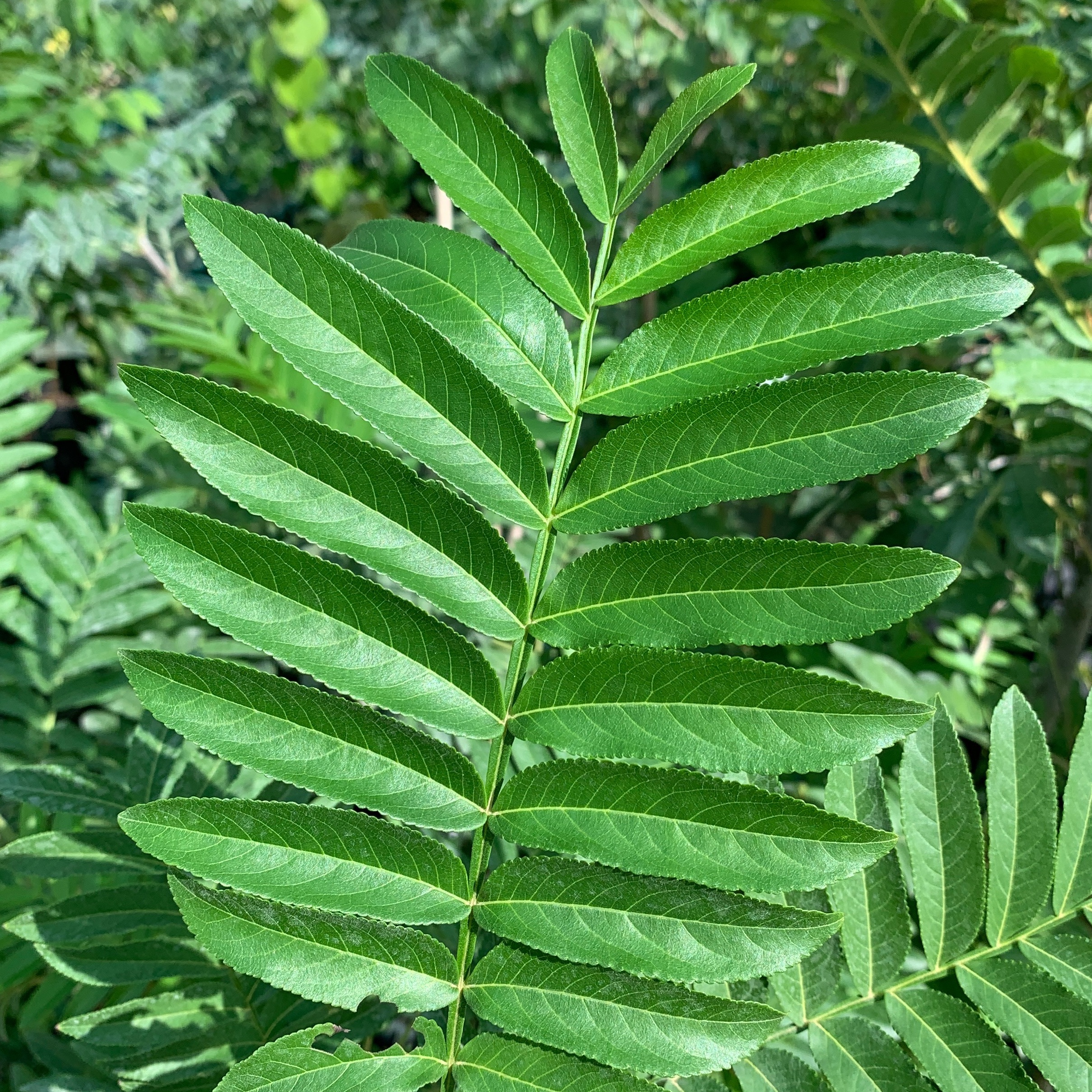 Ptérocaryer de Chine - pot 6L