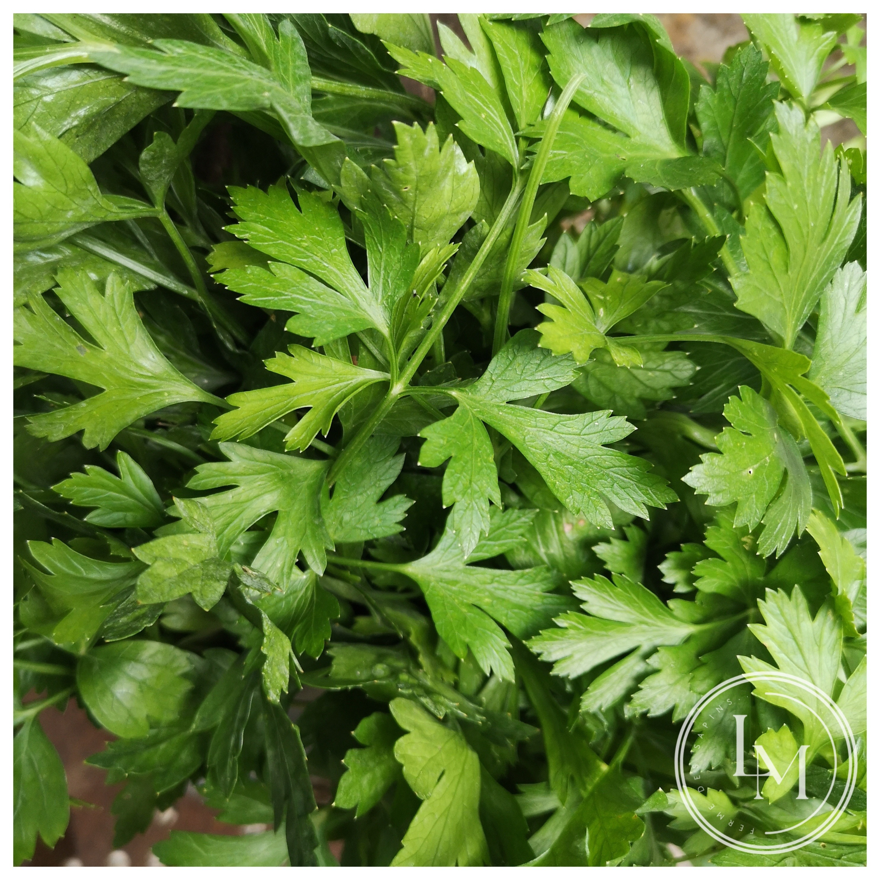 Persil plat (bouquet)