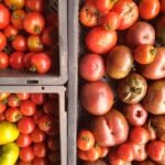 Tomates variétés anciennes