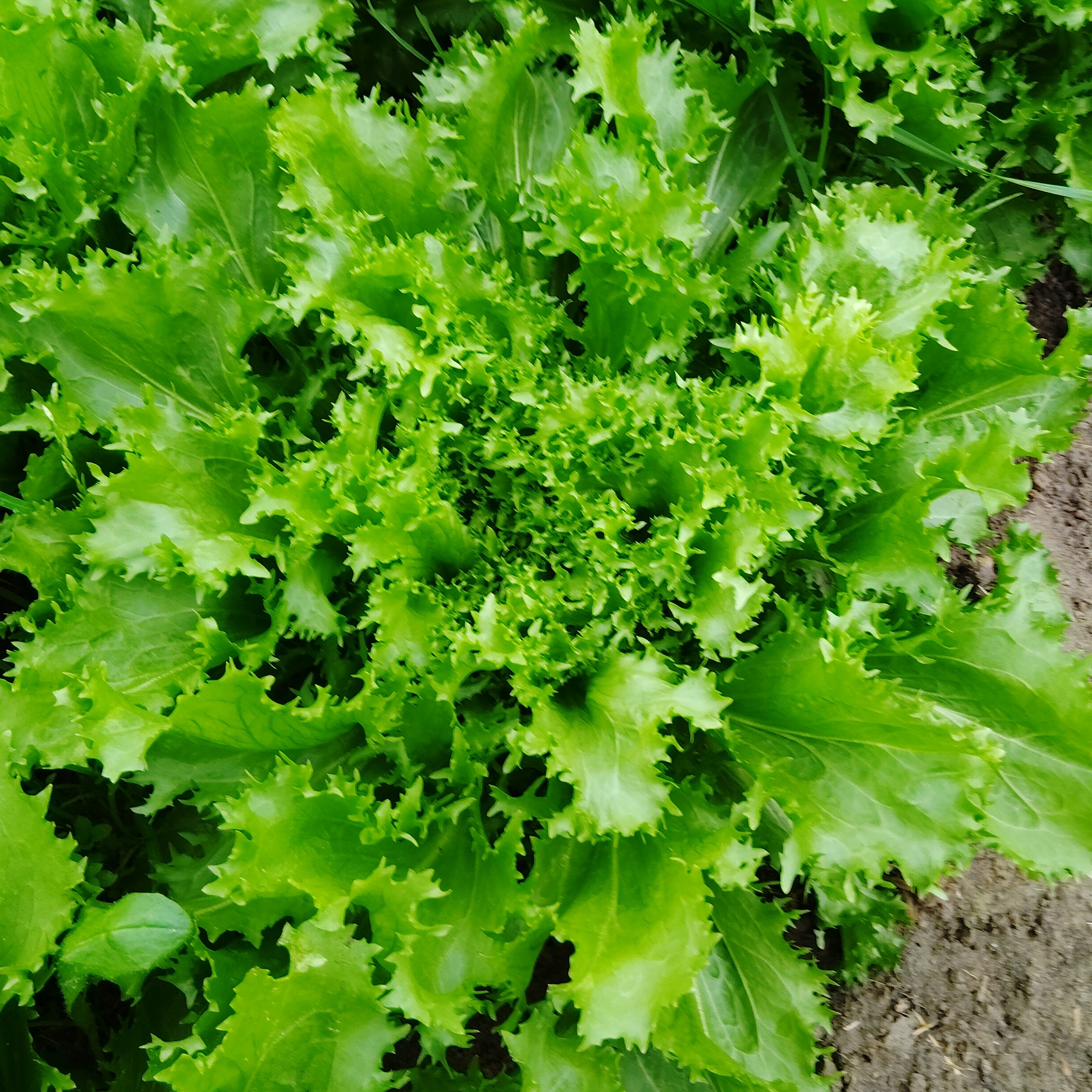 Salade Frisée pièce