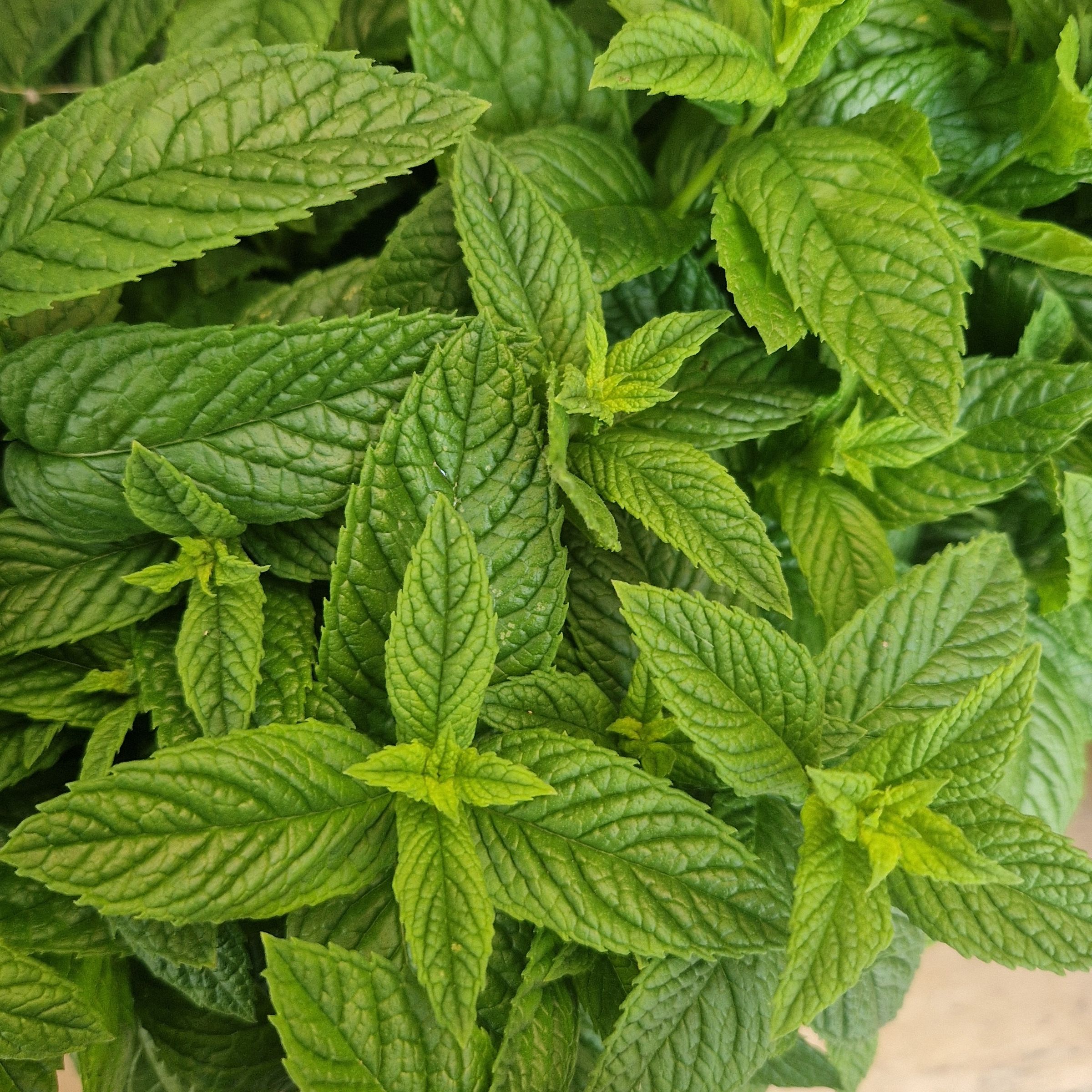 MENTHE