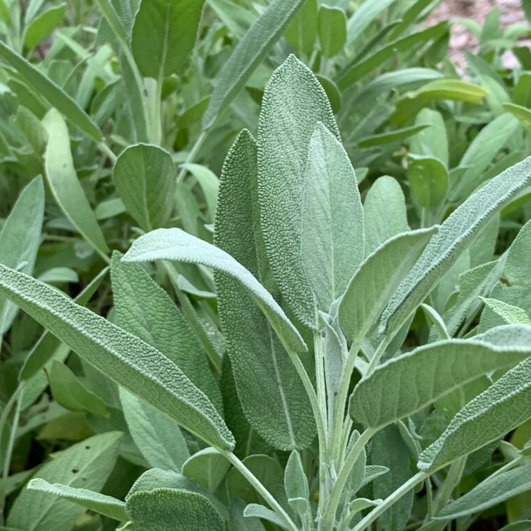 Sauge officinale Pot 3L