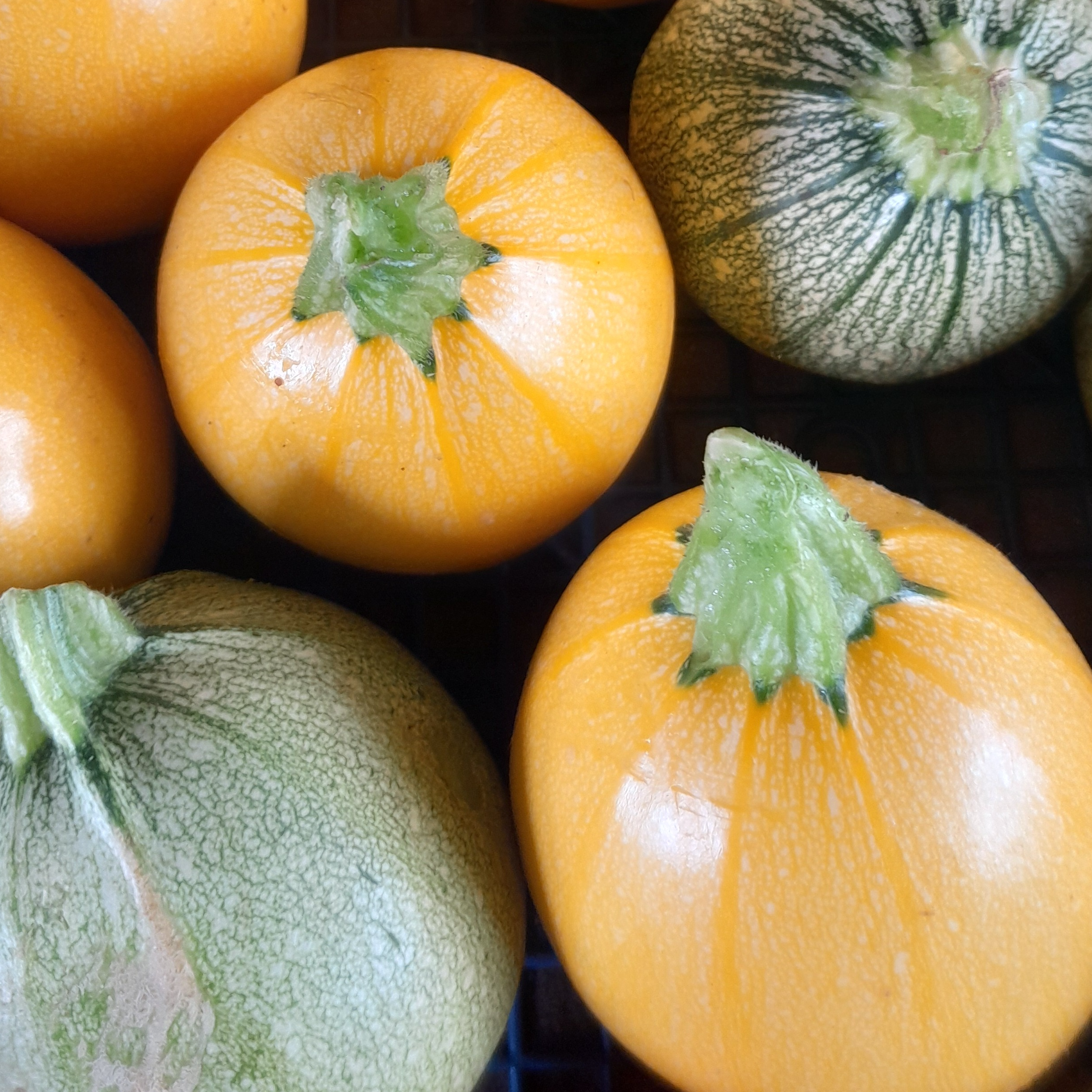 Courgette ronde verte