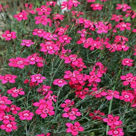 Œillet à delta en pot 12 cm