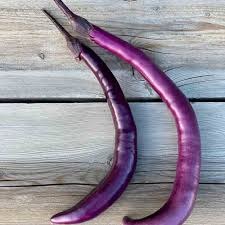Aubergine japonaise AB