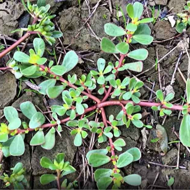 Pourpier (par 30 gr)