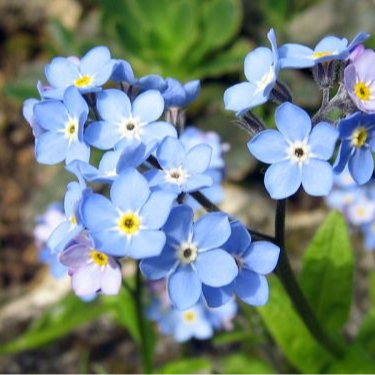 Fleurs de Myosotis (par 25)