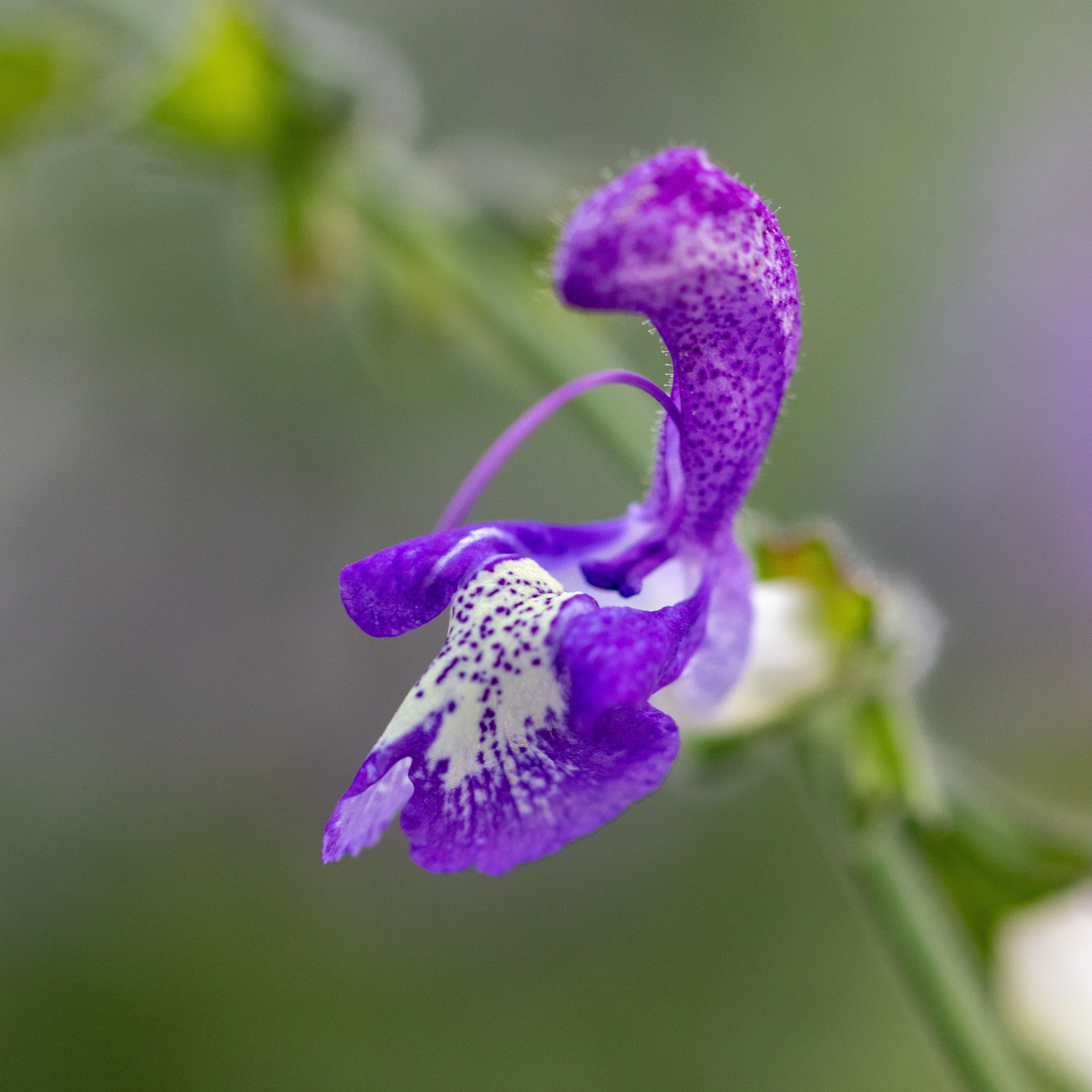 Salvia forsskaolei