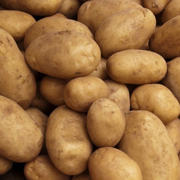 Pomme de terre primeur