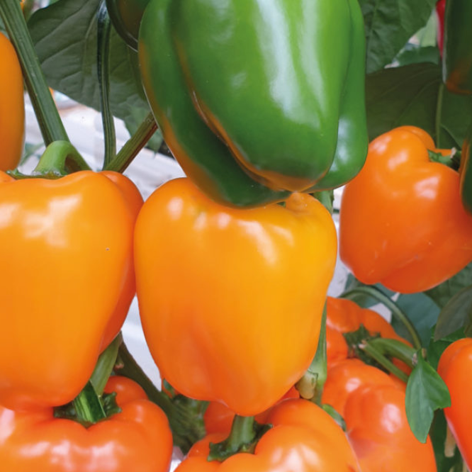 Plant de poivron Ilyn F1