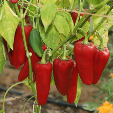 Plant Poivron Corne De Toro Rouge - 250g