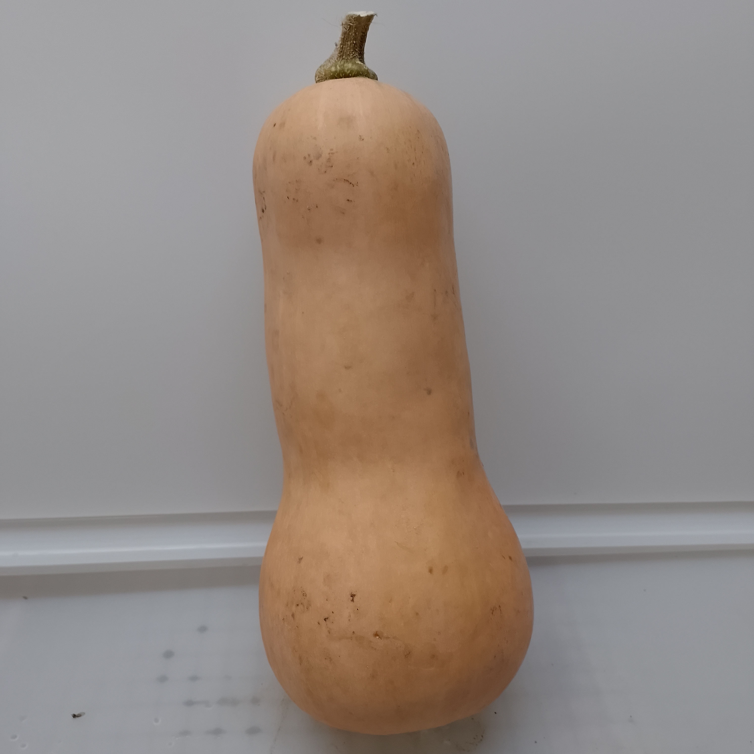 Butternut petit - Pièce - 0,8kg