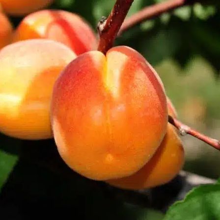 Abricotier - Prunus armeniaca "Bergeron"
