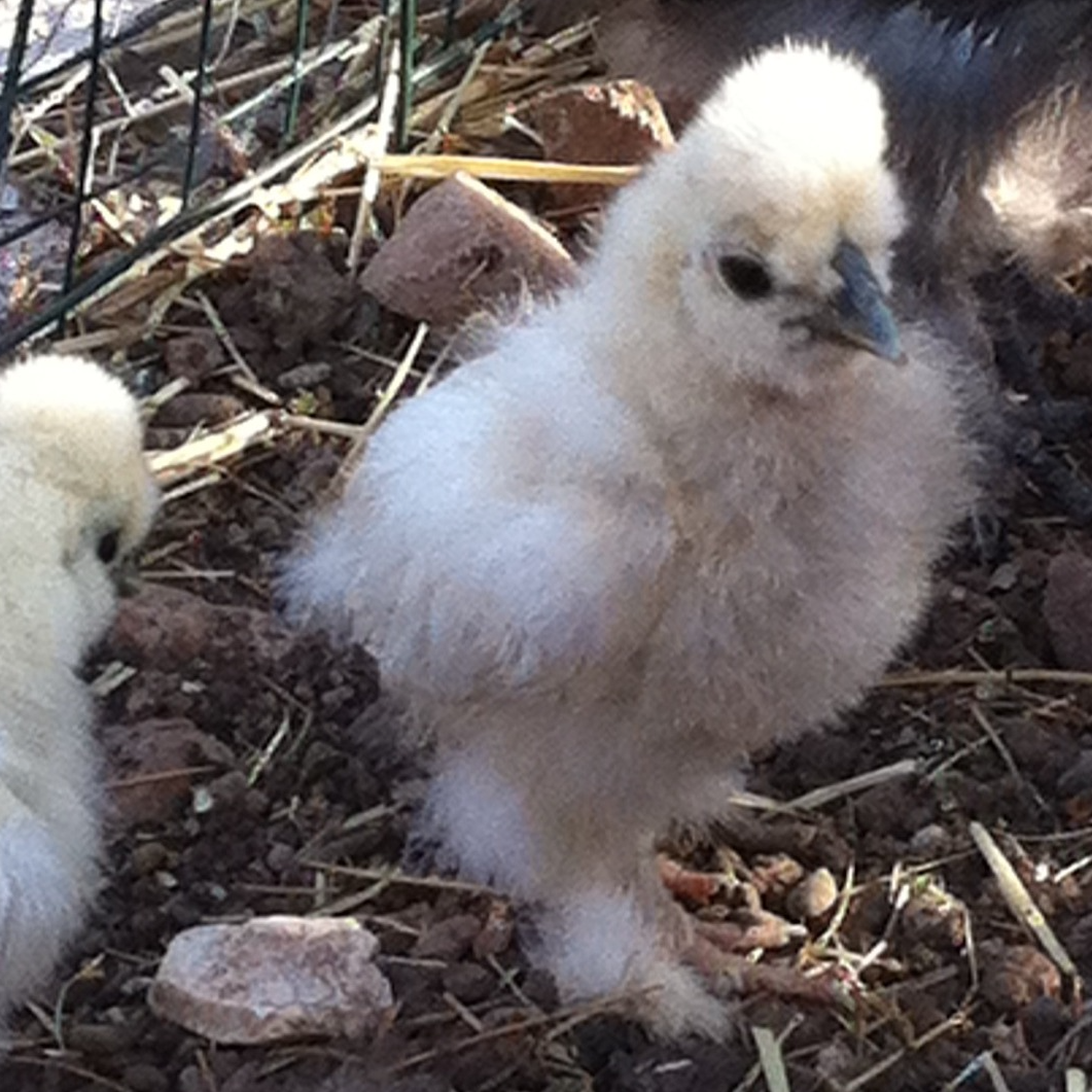 COLIS de 8 oeufs A INCUBER de POULE SOIE