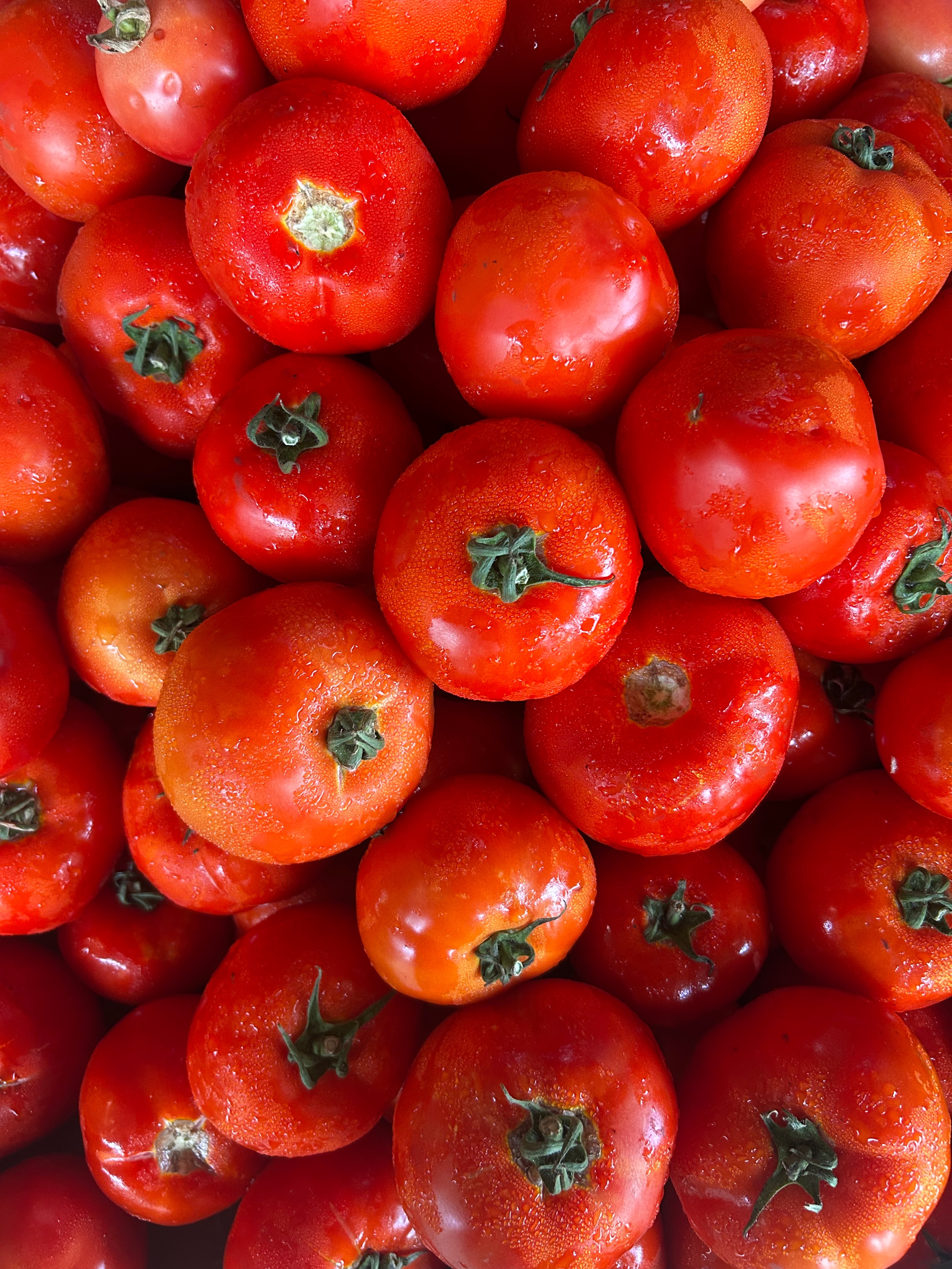 TOMATE RONDE