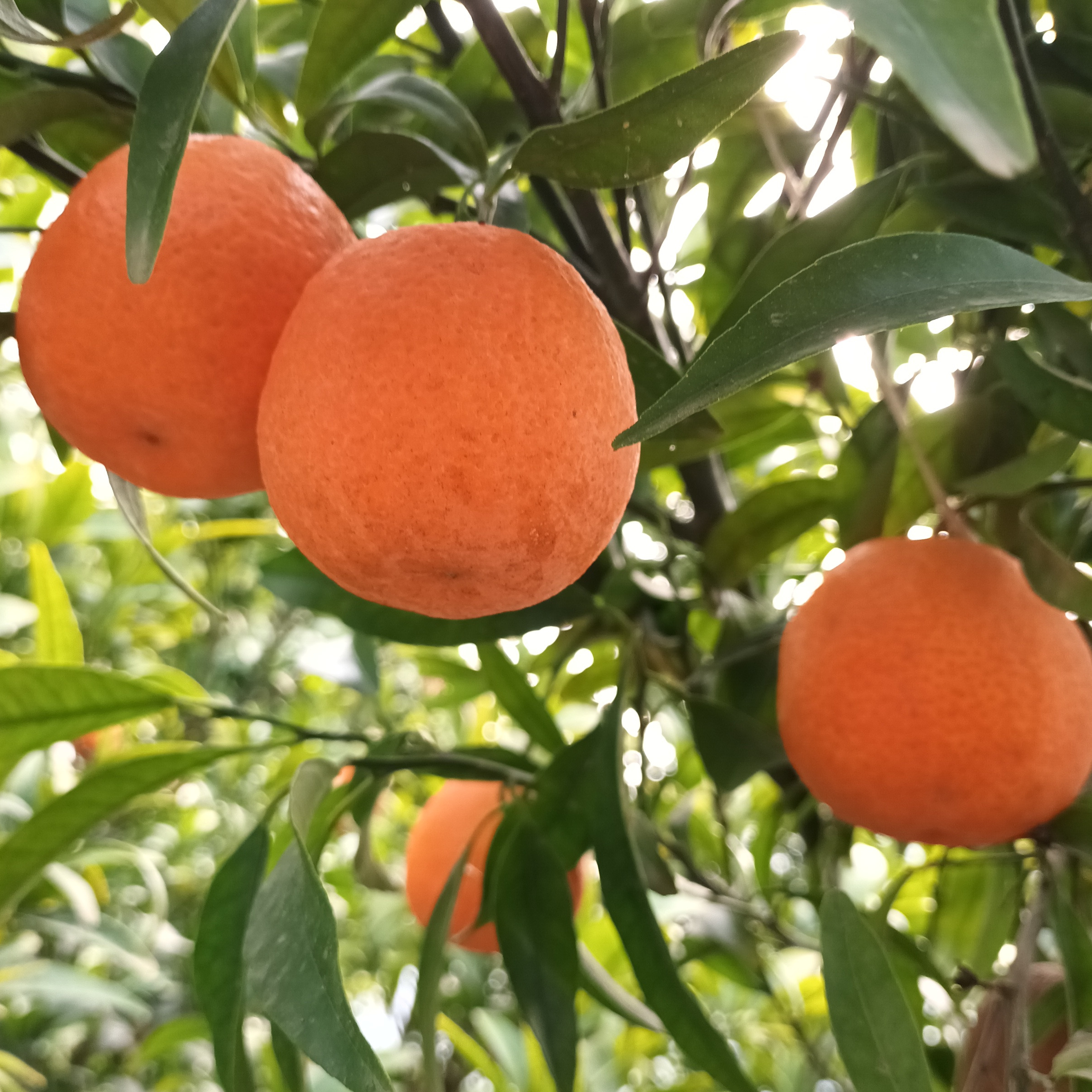 Clémentinier Caffin - 3l