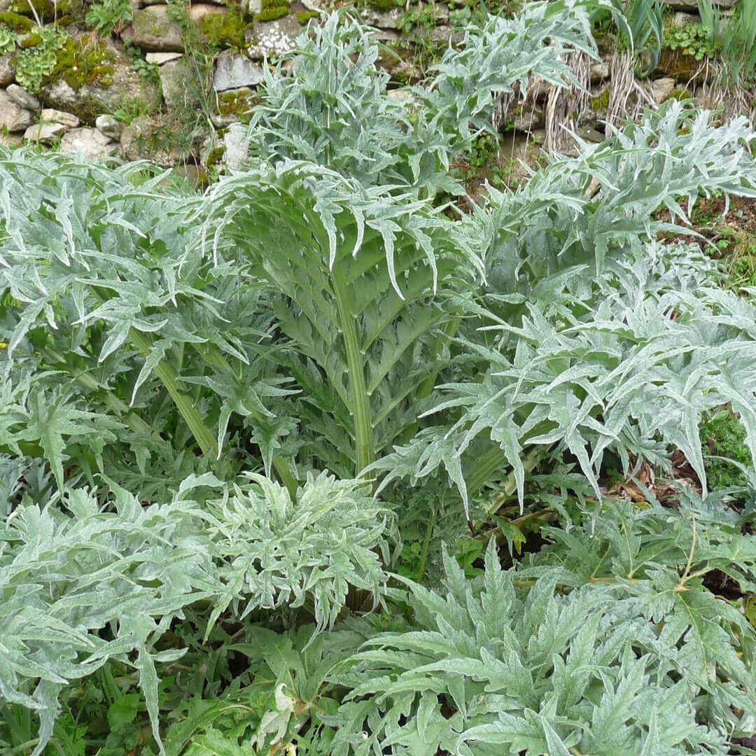 Artichaut, feuilles • Plante simple - 30g