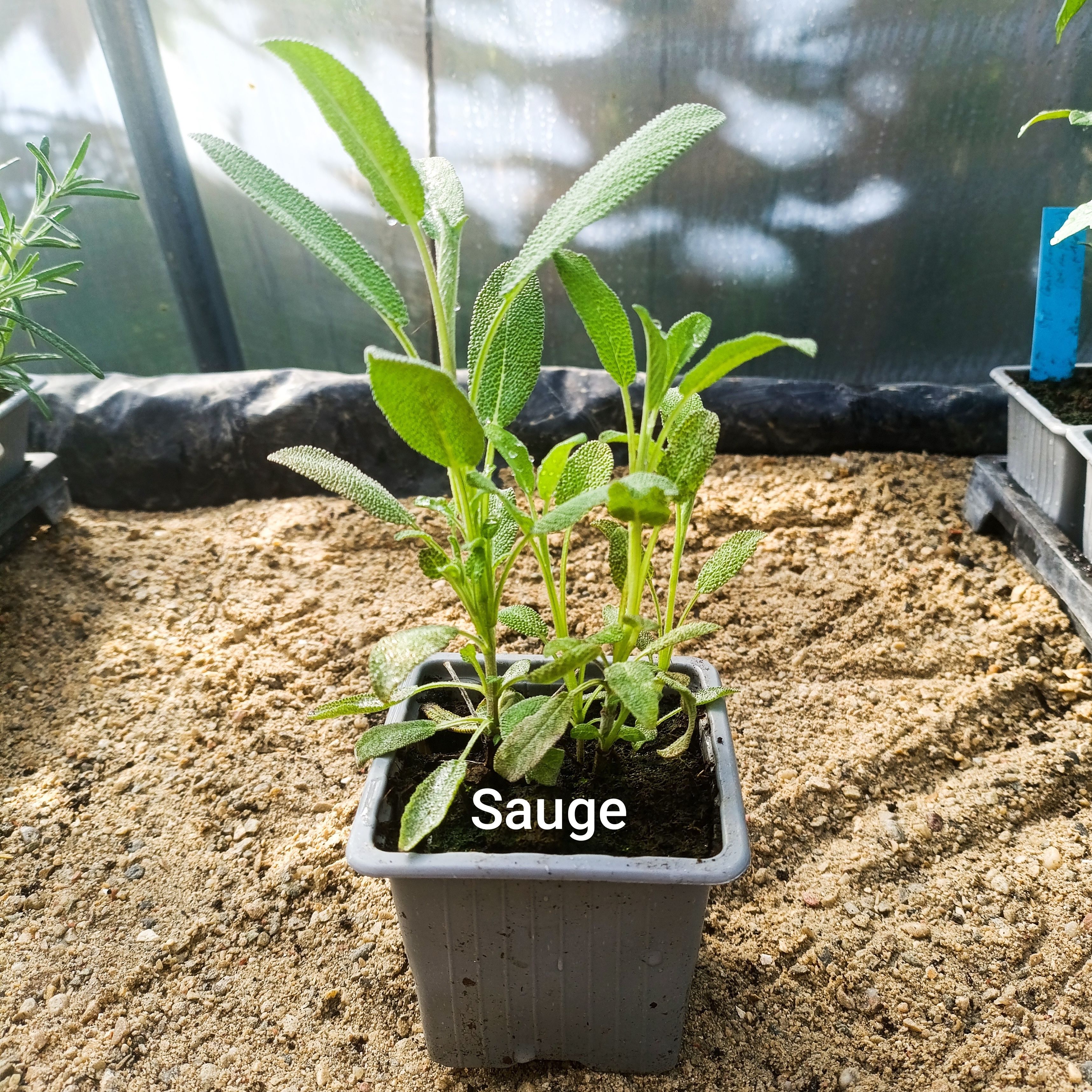 Plant aromatique - sauge