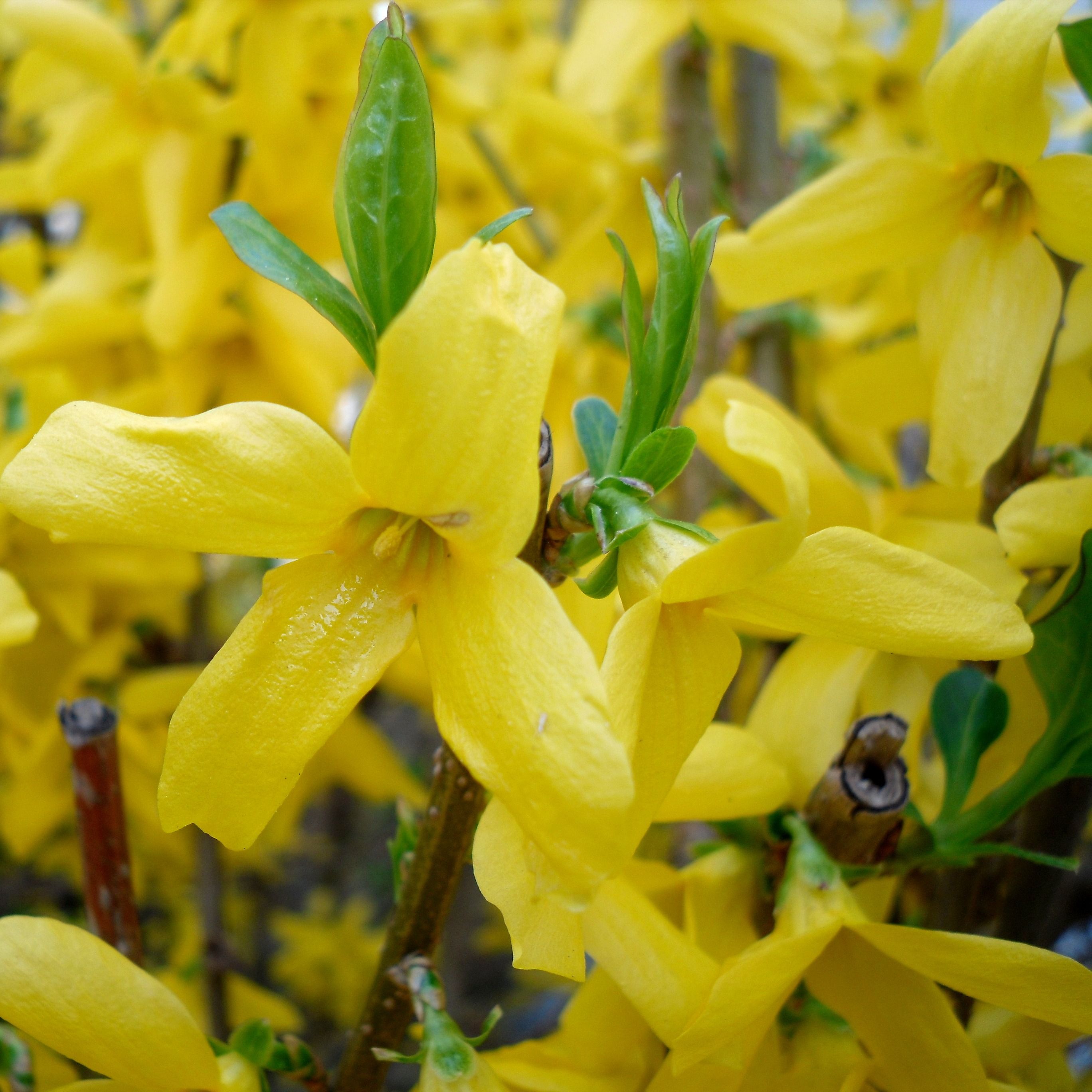 Forsythia (Forsythia × intermedia) 'Lynwood'