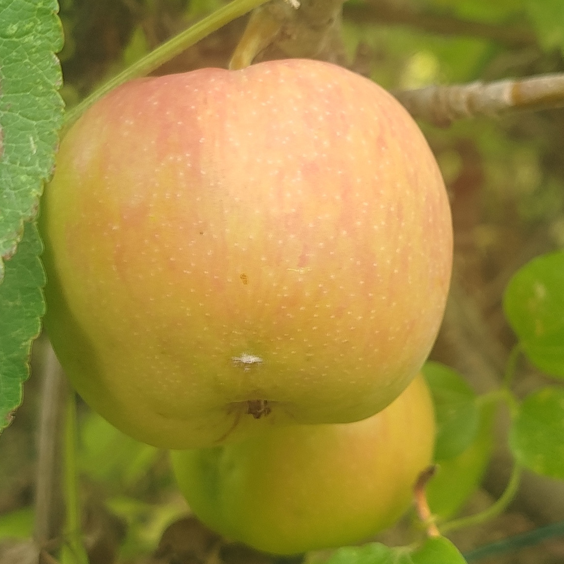 Pommier 'Reinette de Caux' / Bittenfelder Racines nues