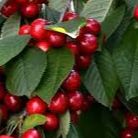 Cerisier - Prunus avium "Van"