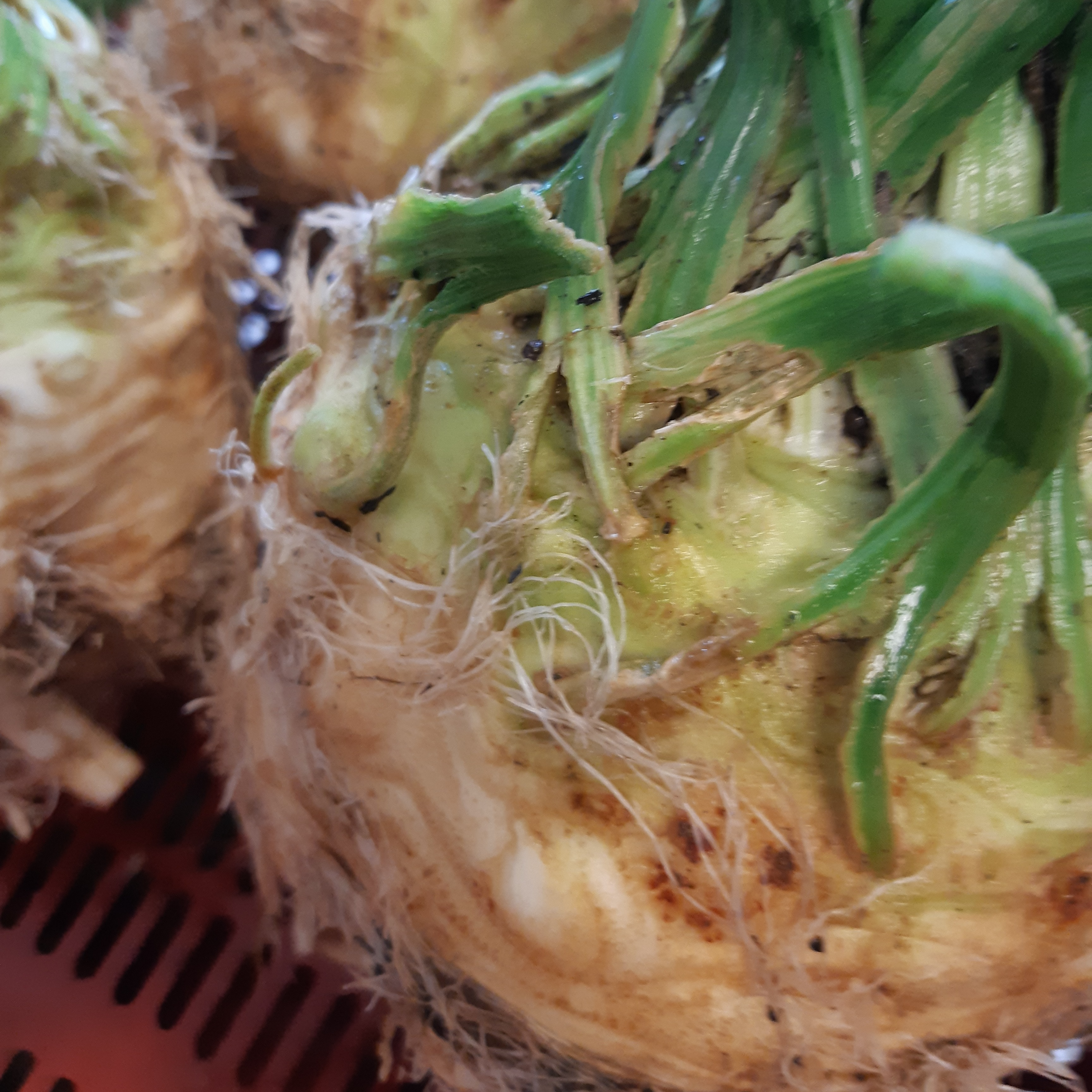 Céleri Rave - 0,6kg