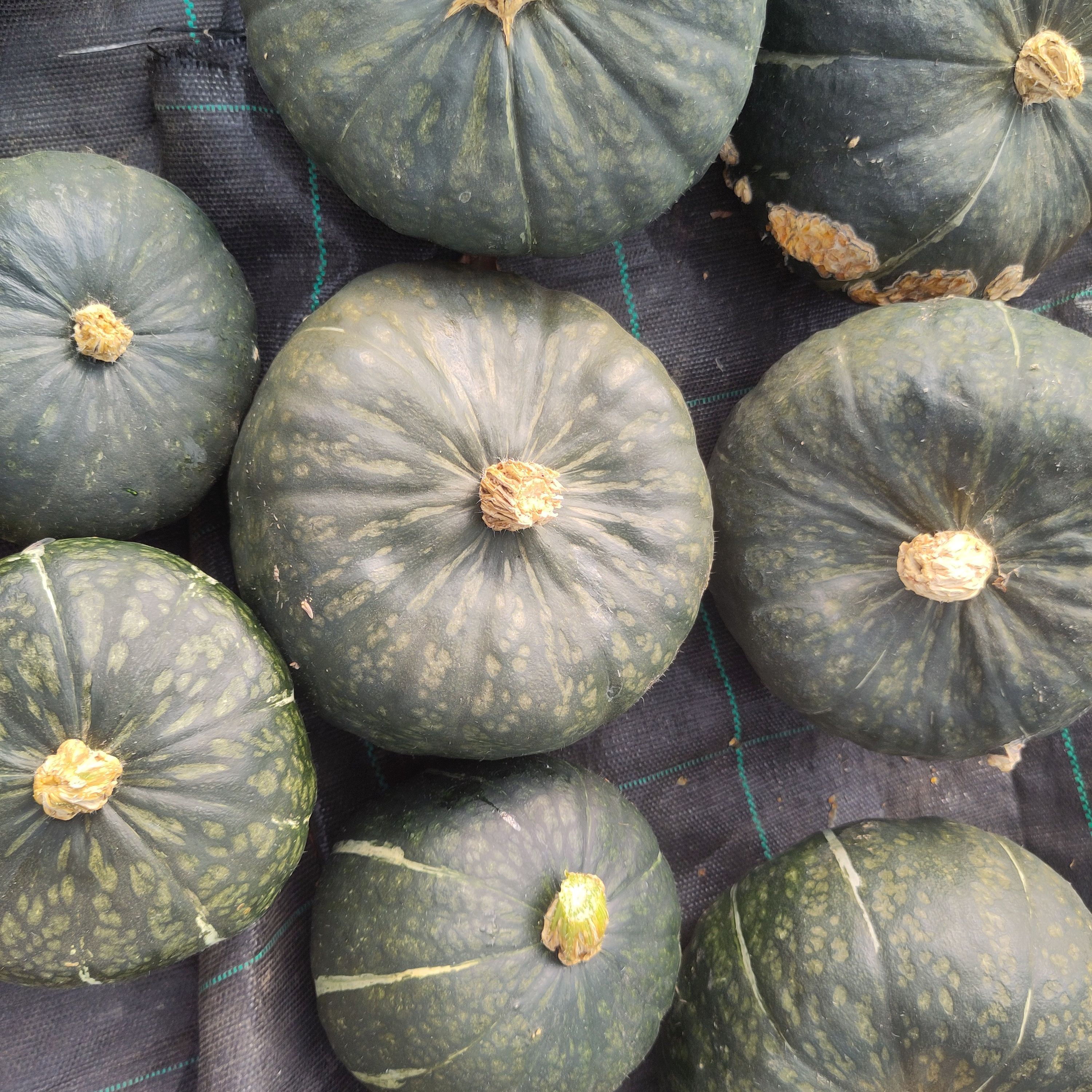 Courge Buttercup - 1,15kg