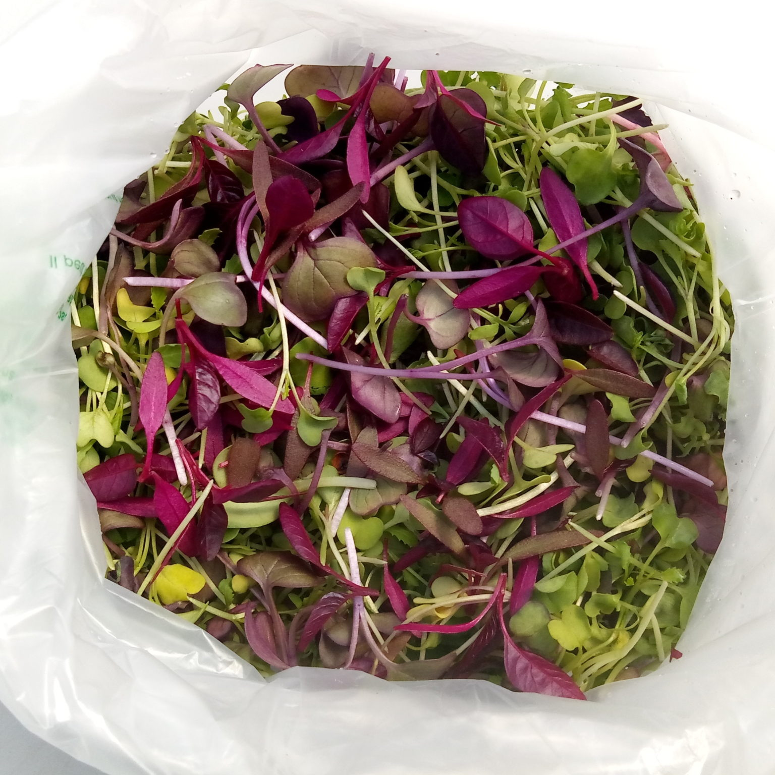 Mesclun de micropoussses
