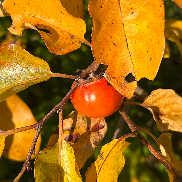 Plaqueminier de Virginie - racines nues 2m